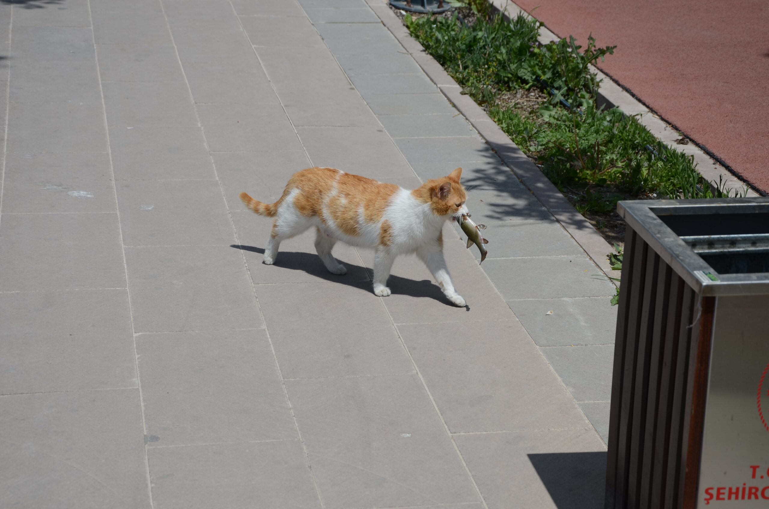 Por qué los gatos extinguen más especies que cualquier otro