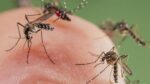 Con las lluvias, también pudiera llegar el mosquito del dengue