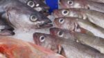 COEPRISS detecta en Mazatlán pescado con microplástico en vísceras