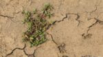 Una mala hierba común puede ser la ‘superplanta’ que tiene la clave contra la sequía