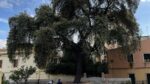 El precio para salvar el árbol más viejo de Barcelona