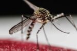 Costa Rica detecta un caso de dengue tipo 4 después de 22 años Costa Rica detecta un caso de dengue tipo 4 después de 22 años