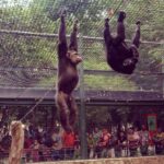 Más de 200 animales rescatados han llegado este 2022 al zoológico de Culiacán