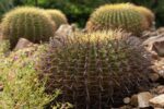 Conserva Jardín Botánico Culiacán cactáceas en peligro de extinción