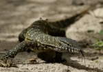 Países Bajos cierra carretera para permitir el paso de reptiles y anfibios
