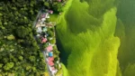 La oscura realidad detrás de la imagen del lago verde de Guatemala que ganó el “Oscar de fotografía de vida silvestre”
