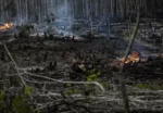 La deforestación en la Amazonía brasileña bate récord en octubre y supera todo 2021