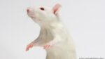 Las ratas tienen ritmo y pueden seguir el compás de Mozart, según nuevo estudio