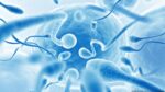 La calidad del esperma en humanos ha caído a la mitad en 50 años en todo el mundo
