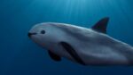 México tiene hasta el 28 de febrero de 2023, para presentar un plan de acción efectivo y con resultados, para proteger a la vaquita marina