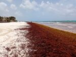 Prevén llegada récord de sargazo al Atlántico en 2026 Prevén llegada récord de sargazo al Atlántico en 2026