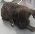 Por el presunto delito de maltrato o crueldad en contra de animales domésticos, fue detenido por Policías de la SSPyTM