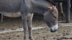 Carreras de burros: ¿tradición o tortura animal?