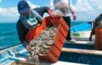 Califican como regular la temporada de pesca de camarón