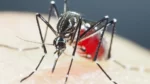 Mosquitos optan por sangre humana ante menor biodiversidad