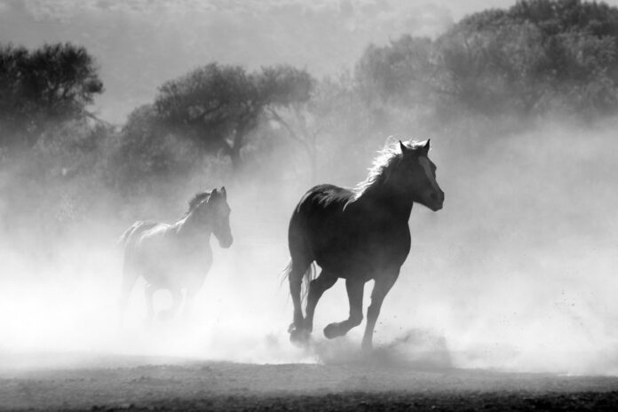 horses-g48a2a6bc5_1280
