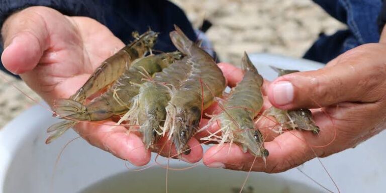 Rocha propone observadores en aduanas para evitar contrabando de camarón