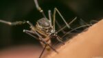 La saliva de mosquito puede debilitar nuestro sistema inmunitario, según estudio