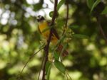 Jardín Botánico Culiacán y Parque Ecológico, el oasis de las aves migratorias