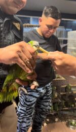 AZCARM pide a Senado destrabar iniciativa para combatir tráfico de vida silvestre que continúa incrementando en México y amenazando gravemente a nuestra biodiversidad