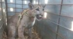 Rescata Ostok puma abandonado en una construcción
