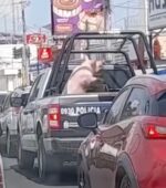 ¿Se lo llevaron de tenido? ¿A dónde llevan el cerdo?