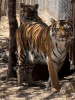 A un año del histórico rescate de Black Jaguar, los felinos están recuperados. Con recursos propios les dimos una segunda oportunidad de vida