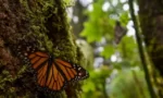 Reforestan reserva de la biósfera de la mariposa monarca