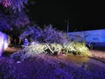 9 árboles caídos y 6 postes dañados fueron los estragos que dejó la tormenta del lunes en Culiacán