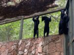 Rescatan y trasladan a 4 Oseznas huérfanas al Zoológico de Culiacán