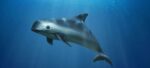 México informa a UNESCO resultados sobre la Vaquita Marina