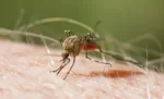 OMS avala segunda vacuna contra la malaria para infantes