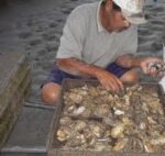Actualiza Agricultura periodo de veda para ostión de piedra en el océano Pacífico