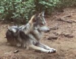 Zoos de Durango podrían sumarse al programa de conservación del Lobo Mexicano
