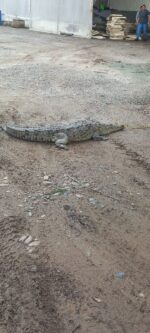 Un cocodrilo caminaba por el campo El Rosita, sindicatura de Eldorado; fue asegurado y liberado a su hábitat natural: Protección Civil