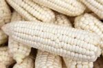 Programa Emergente Estatal para comercialización de maíz blanco presenta avance del 96 por ciento