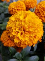 Flor de cempasúchil, legado mexicano en la celebración del Día de Muertos