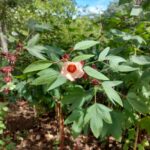 Conoce en Jardín Botánico Culiacán las plantas que deleitan tu paladar