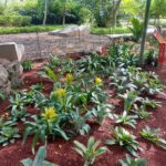 Jardín Botánico Culiacán incorpora colección de Bromelias, muestra de especies fuertes y resilientes