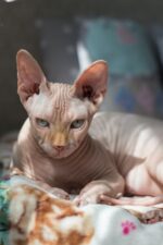 Gatos tienen cientos de gestos faciales que desconocíamos