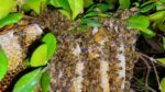 Es Mazatlán el primer municipio de Sinaloa en tener un Protocolo de rescate y protección de abejas y avispas