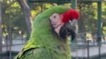 Acaban con la Guacamaya verde