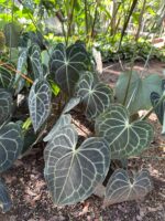 Anturio, la planta del amor