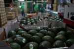 México amenizará el Super Bowl con 138 mil toneladas de aguacate