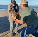 Bajo observación veterinaria “lobita marina “rescatada en playas de Navolato
