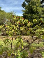 Conoce los frutos del Achiote en Jardín Botánico Culiacán y Parque Ecológico Conoce los frutos del Achiote en Jardín Botánico Culiacán y Parque Ecológico