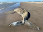 Encuentran ballena encallada en El Tambor