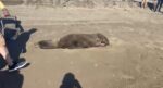 Rescatan lobo marino en playas de Navolato; su estado de salud es reservado