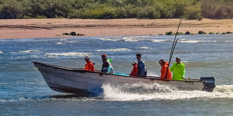 Más de 500 acuacultores protestarán en CDMX por elevado contrabando de camarón