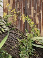 Todo un éxito el Festival de Flores en Jardín Botánico Culiacán